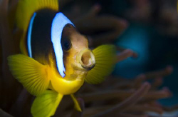 Ooohhhh !!!! by Dray Van Beeck 
